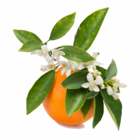 Orange Blossom Flavour